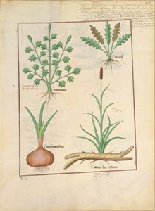 Illustration from The Book of Simple Medicines by Mattheaus Platearius 137r by Robinet Testard